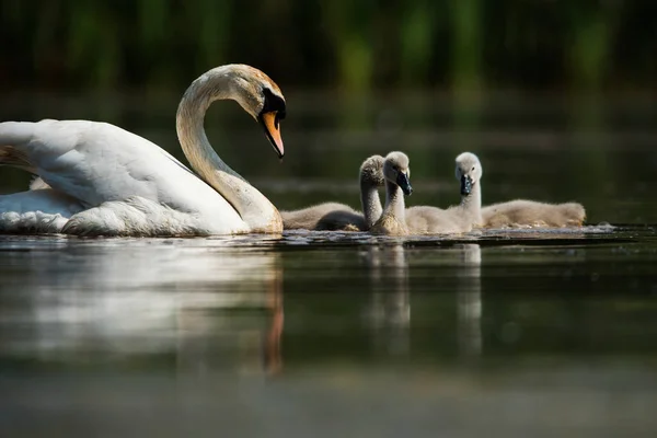 Familia Cisne Mudo Campo Alimentación Con Jóvenes Amanecer Nombre Latín — Foto de Stock