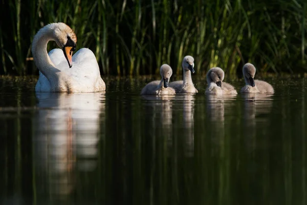 Familia Cisne Mudo Campo Alimentación Con Jóvenes Amanecer Nombre Latín — Foto de Stock