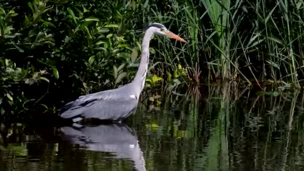 Grey Heron While Hunting Fish Water Her Latin Name Ardea — Stock Video
