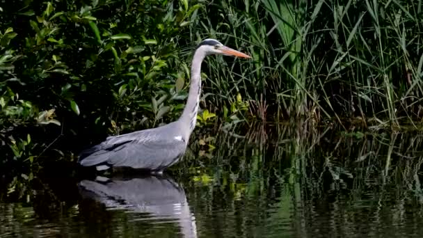 Garza Gris Mientras Caza Peces Agua Nombre Latín Ardea Cinerea — Vídeo de stock