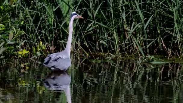 Garza Gris Mientras Caza Peces Agua Nombre Latín Ardea Cinerea — Vídeo de stock