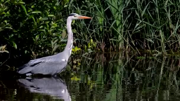 Grijze Reiger Jacht Naar Vis Het Water Haar Latijnse Naam — Stockvideo