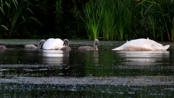 Familie Van Mute Swan Een Voederplaats Met Jong Bij Dageraad — Stockvideo