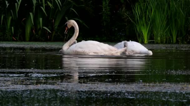 Familie Van Mute Swan Een Voederplaats Met Jong Bij Dageraad — Stockvideo