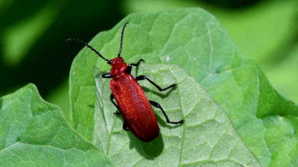 Nærfilm Rødhodet Kardinal Beetle Blad Hans Latinske Navn Pyrochroa Serraticornis – stockvideo
