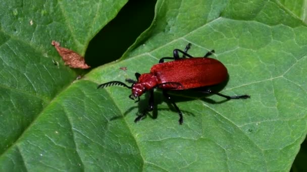 Nærfilm Rødhodet Kardinal Beetle Blad Hans Latinske Navn Pyrochroa Serraticornis – stockvideo