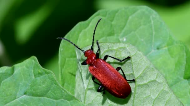 映画を閉じる葉の上に赤い頭の枢機卿ビートル ラテン語名はPyrochroa Serraticornis — ストック動画