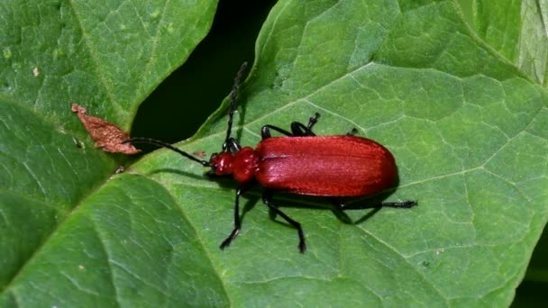 映画を閉じる葉の上に赤い頭の枢機卿ビートル ラテン語名はPyrochroa Serraticornis — ストック動画