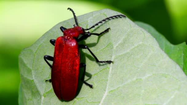 Close Film Cardinale Scarabeo Rosso Una Foglia Suo Nome Latino — Video Stock