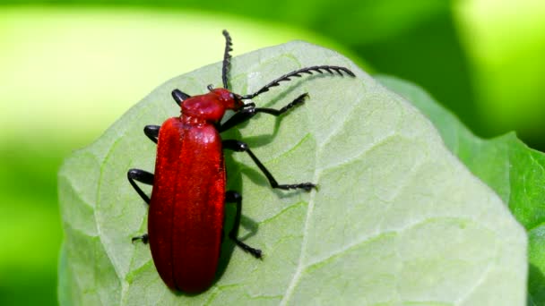 Κοντινό Πλάνο Ταινία Κοκκινομάλλα Καρδινάλιος Beetle Ένα Φύλλο Λατινικό Του — Αρχείο Βίντεο