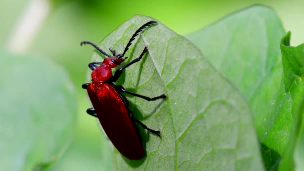 映画を閉じる葉の上に赤い頭の枢機卿ビートル ラテン語名はPyrochroa Serraticornis — ストック動画