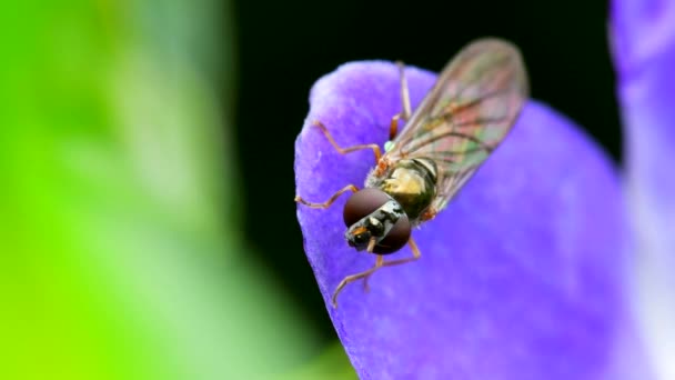 Close Filme Hoverfly Flores — Vídeo de Stock