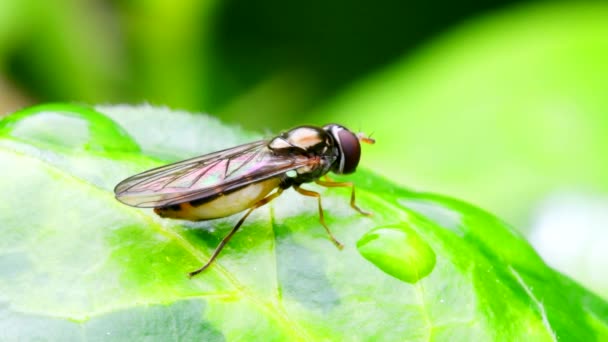 葉の上でHoverflyの映画を閉じます — ストック動画