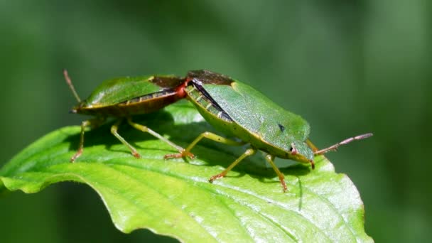 Gewone Groene Schildwants Copulatie Hun Latijnse Naam Palomena Prasina — Stockvideo