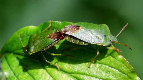 Vanliga Gröna Shieldbug Kopulation Deras Latinska Namn Palthe Prasina — Stockvideo