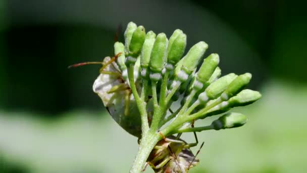 在交配中常见的绿色雌虫 他们的拉丁文名叫Palomena Prasina — 图库视频影像