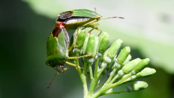 Common Green Shieldbug Kopulacji Ich Łacińskie Imię Palomena Prasina — Wideo stockowe