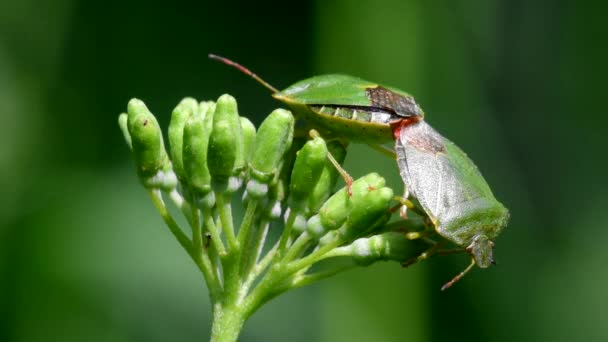 Çiftleşmede Yaygın Olarak Görülen Yeşil Shieldbug Latince Isimleri Palomena Prasina — Stok video