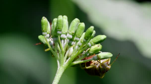 在交配中常见的绿色雌虫 他们的拉丁文名叫Palomena Prasina — 图库视频影像