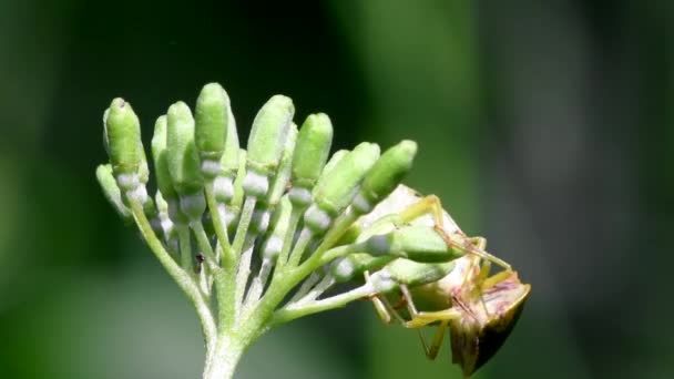 Vanliga Gröna Shieldbug Kopulation Deras Latinska Namn Palthe Prasina — Stockvideo