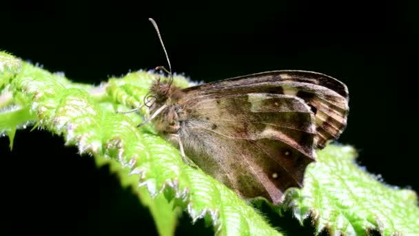 Close Movie Speckled Wood Leaf His Latin Name Pararge Aegeria — Stock Video