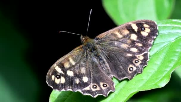 Zblízka Film Speckled Wood Listu Jeho Latinské Jméno Pararge Aegeria — Stock video