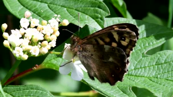 Zamknij Film Speckled Wood Liściu Jego Łacińskie Imię Pararge Aegeria — Wideo stockowe