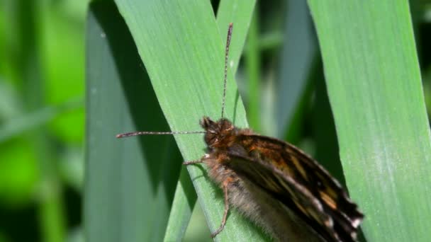 Close Filme Speckled Wood Uma Folha Seu Nome Latino Pararge — Vídeo de Stock