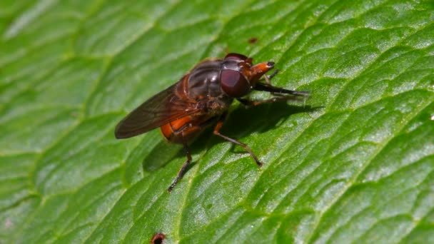 Закритий Фільм Heineken Fly Leaf Латинська Назва Rhingia Campestris — стокове відео