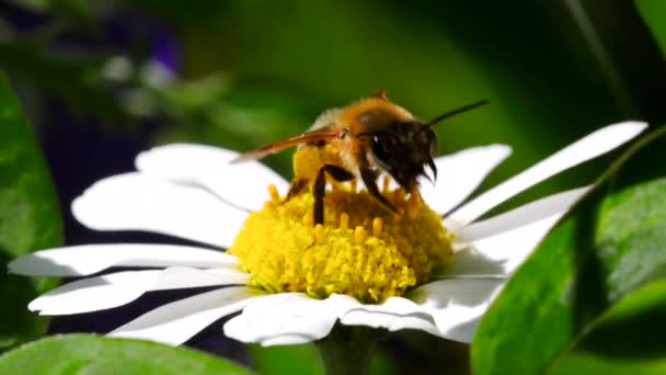 European Honey Bee European Honey Bee Witte Bloem Haar Latijnse — Stockvideo