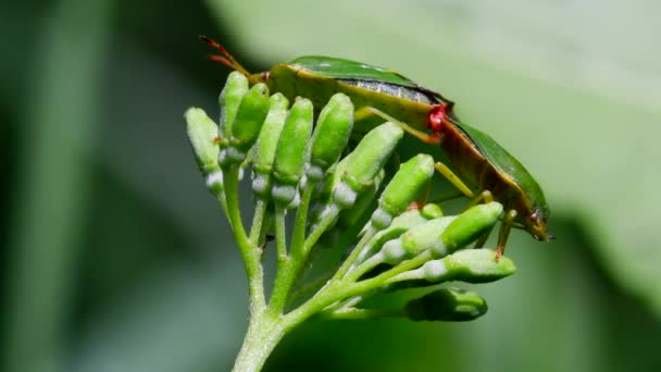 Vanliga Gröna Shieldbug Kopulation Deras Latinska Namn Palthe Prasina — Stockvideo