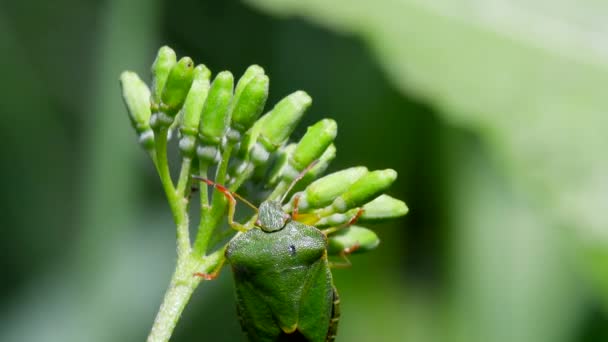 Vanliga Gröna Shieldbug Kopulation Deras Latinska Namn Palthe Prasina — Stockvideo