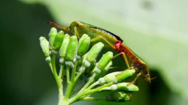 Vanliga Gröna Shieldbug Kopulation Deras Latinska Namn Palthe Prasina — Stockvideo