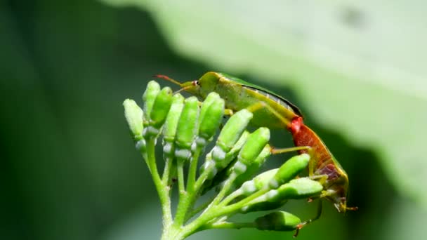 在交配中常见的绿色雌虫 他们的拉丁文名叫Palomena Prasina — 图库视频影像