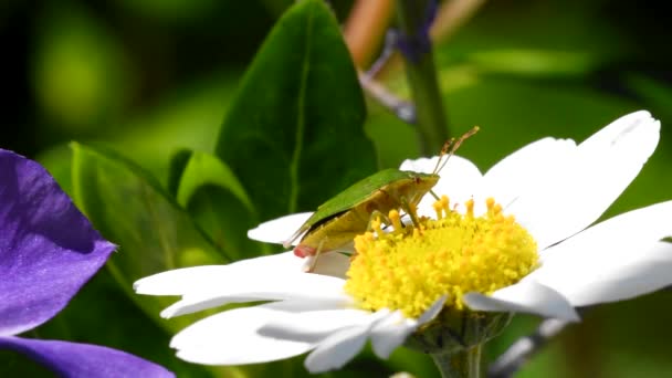 Gewone Groene Schildwants Een Bloem Hun Latijnse Naam Palomena Prasina — Stockvideo