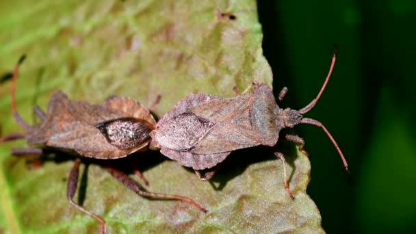 Dock Bugs Cópula Seu Nome Latino Coreus Marginatus — Vídeo de Stock