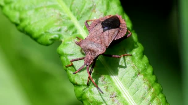 Dock Bugs Una Foglia Suo Nome Latino Coreus Marginatus — Video Stock