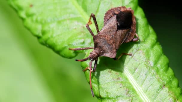 Ζωύφια Ένα Φύλλο Λατινικό Του Όνομα Είναι Coreus Marginatus — Αρχείο Βίντεο