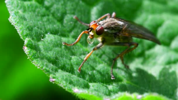 Close Film Voler Sur Une Feuille — Video