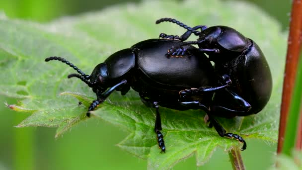 Bloody Nosed Beetle Copulation — Stock Video