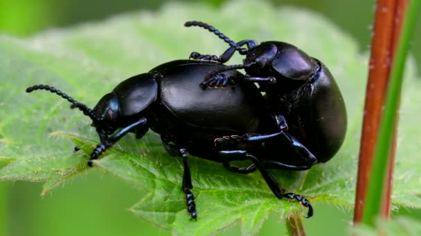 Escarabajo Ensangrentado Cópula — Vídeo de stock