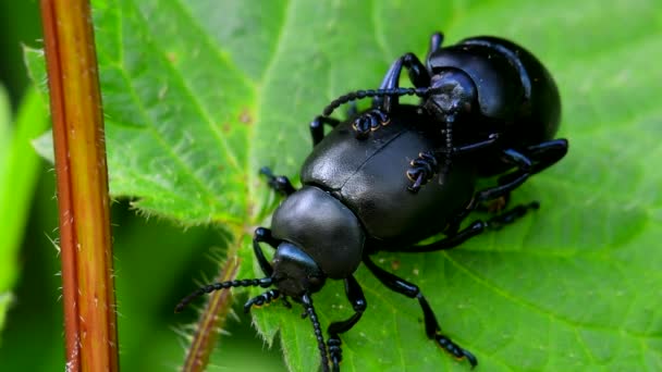 Bloody Nosed Beetle Copulation — Stock Video