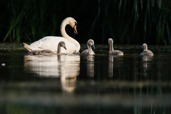 Familie Des Höckerschwans Auf Einem Futterplatz Mit Jungtieren Morgengrauen Ihr — Stockfoto