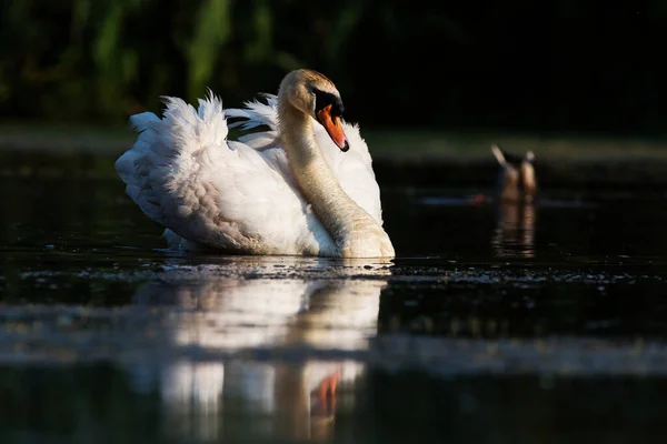 Hombre Cisne Mudo Agua Amanecer Nombre Latín Cygnus Olor — Foto de Stock