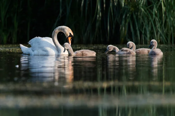 Familie Des Höckerschwans Auf Einem Futterplatz Mit Jungtieren Morgengrauen Ihr — Stockfoto