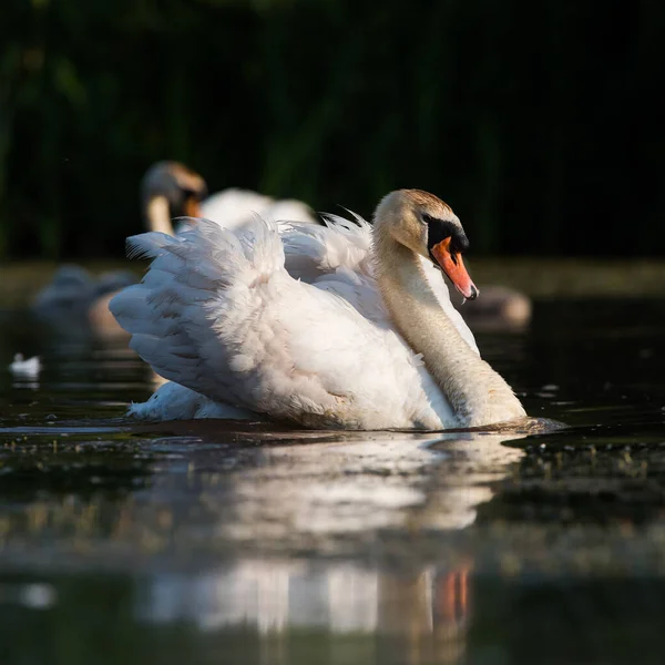 Hombre Cisne Mudo Agua Amanecer Nombre Latín Cygnus Olor — Foto de Stock