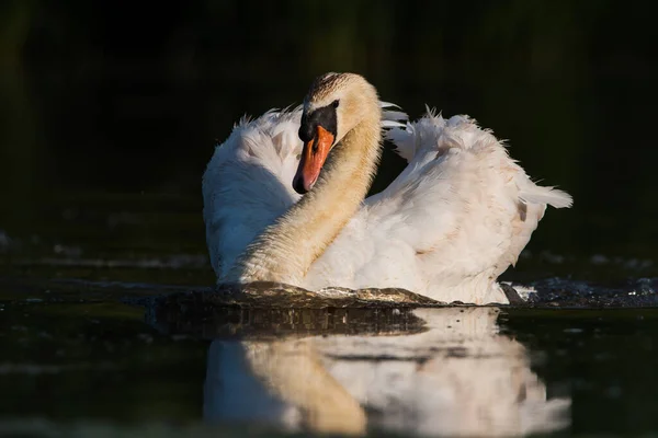 Männchen Des Höckerschwans Auf Einem Wasser Morgengrauen Sein Lateinischer Name — Stockfoto