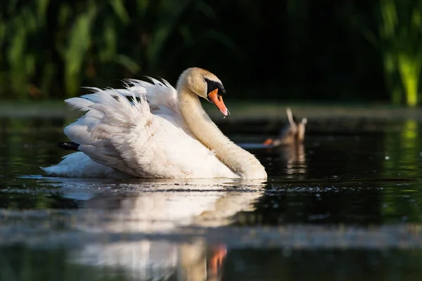 夜明けに水の上でミュート白鳥の男性 ラテン名はシグナス カラー — ストック写真