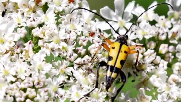 Primer Plano Película Spotted Longhorn Beetle Leaf Nombre Latín Rutpela — Vídeos de Stock