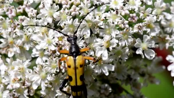 Fermer Film Longicorne Tacheté Sur Une Feuille Son Nom Latin — Video